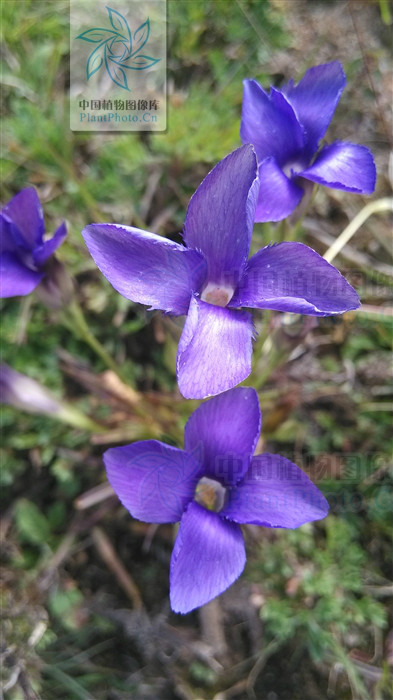 gentianopsis grandis (h. smith) ma