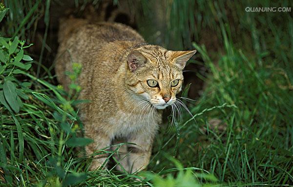  p>欧洲野猫,或称欧林猫,曾一度遍布欧洲大陆.