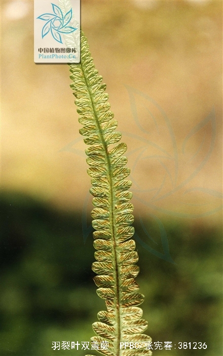 diplazium tomitaroanum masam.