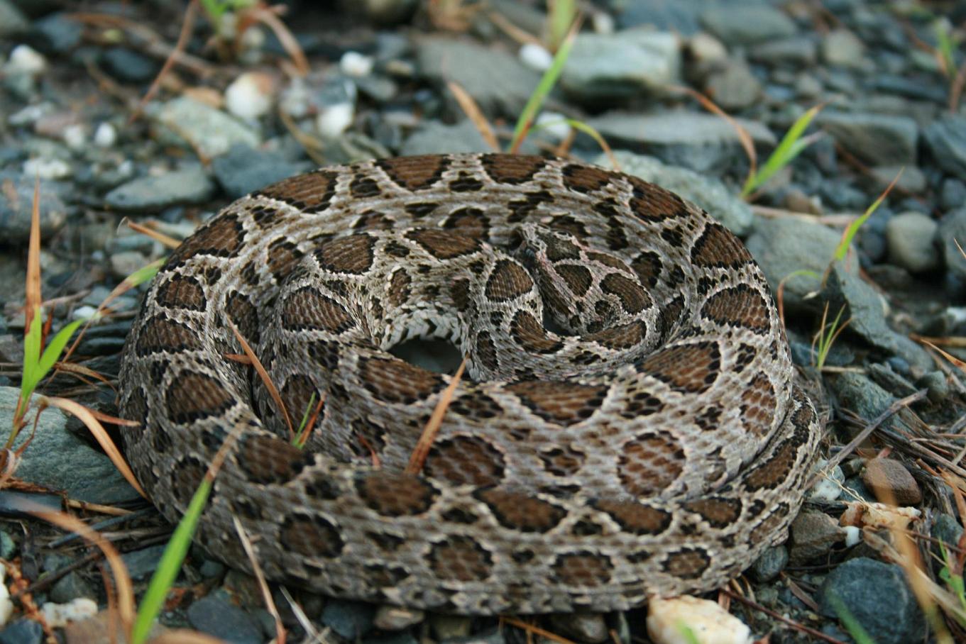  p>圆斑蝰(学名: i>daboia russelii siamensis /i>),又称百步金钱豹