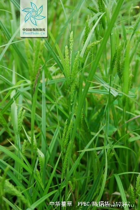  p>中华薹草(carex chinensis retz.