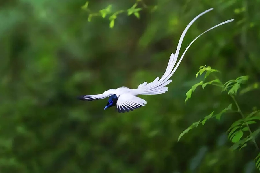  p>中国寿带鸟(学名: i>terpsiphone incei /i>):体态美丽, a target=