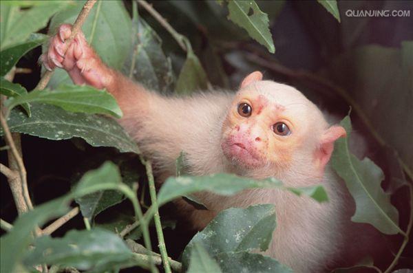  p>狨猴是体型较小的非人灵长类动物,源于巴西东北部,濒临大西洋的