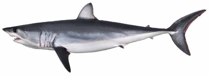 shortfin mako shark