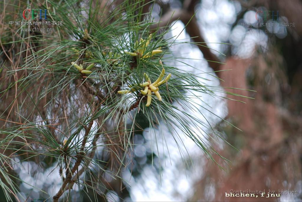  p>湿地松(拉丁学名:pinus elliottii)为速生常绿乔木,原产于 a