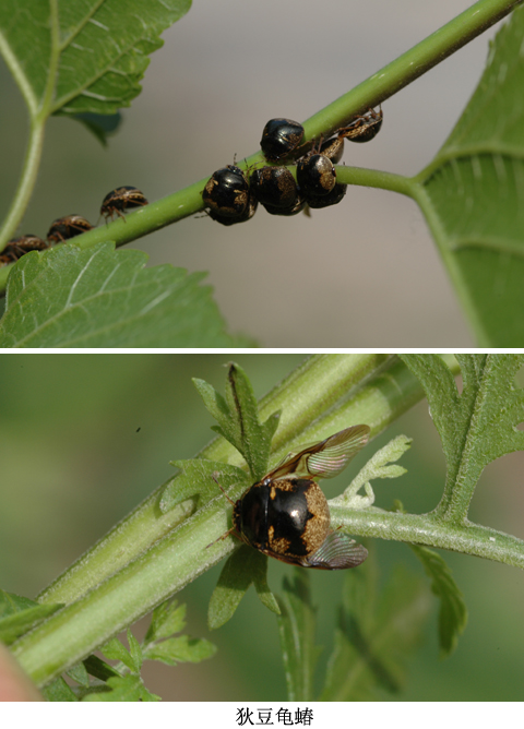 ">半翅目 /a>, a target="_blank" href="/item/龟蝽科/6258821" data