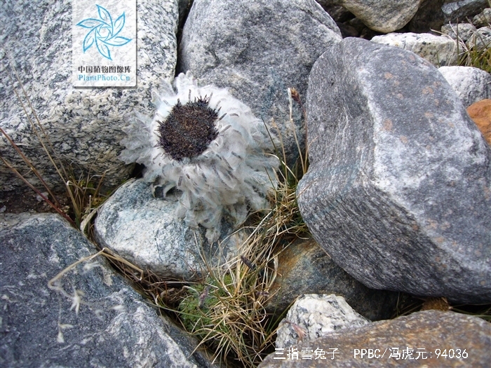 p>三指雪兔子(学名: i>saussurea tridactyla /i> sch.-bip.