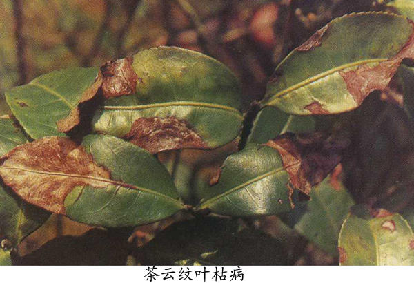 茶树叶枯病