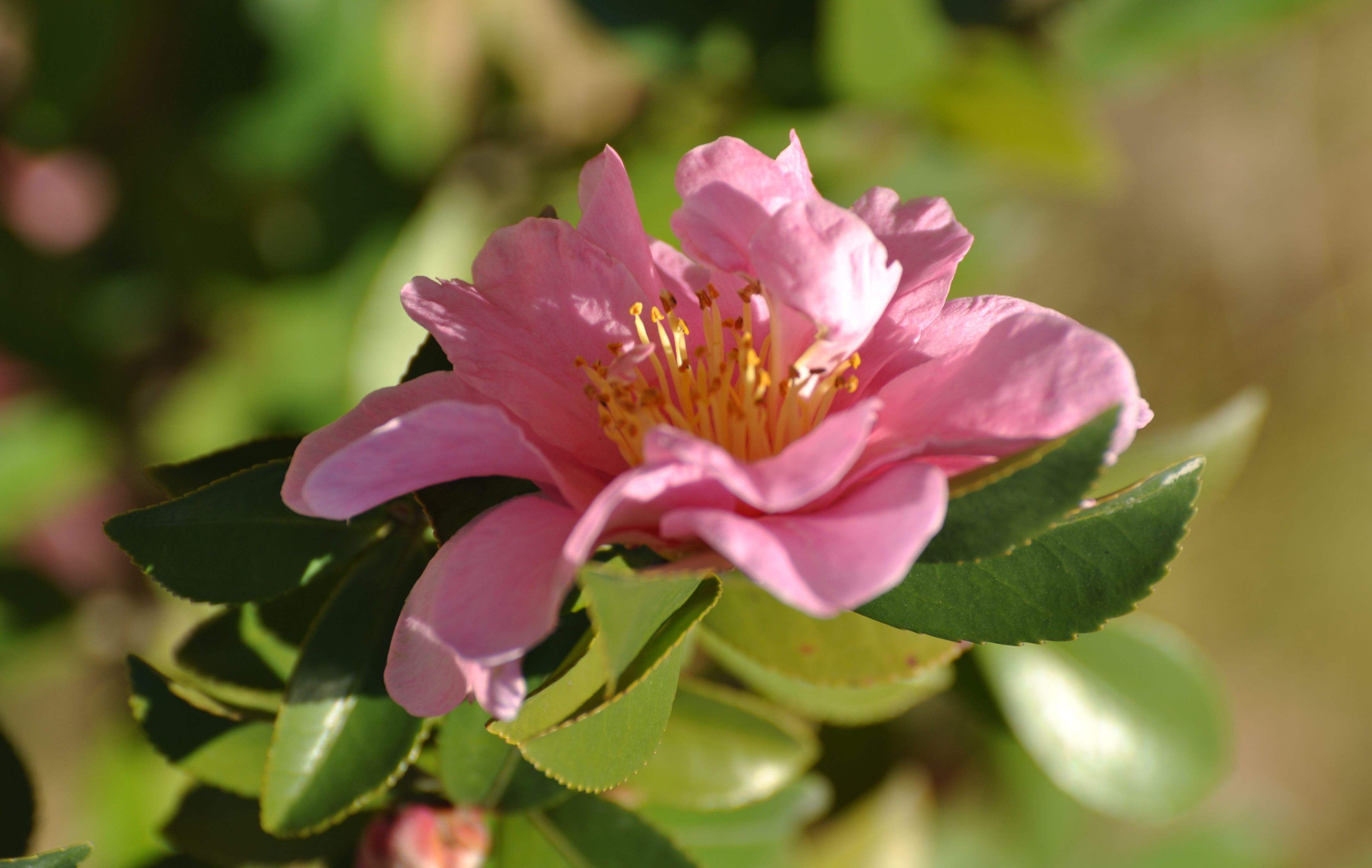 camellia sasanqua thunb.