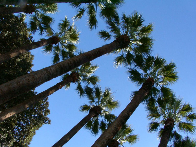  p>山棕榈,拉丁学名:trachycarpus martianus (wall.) h.