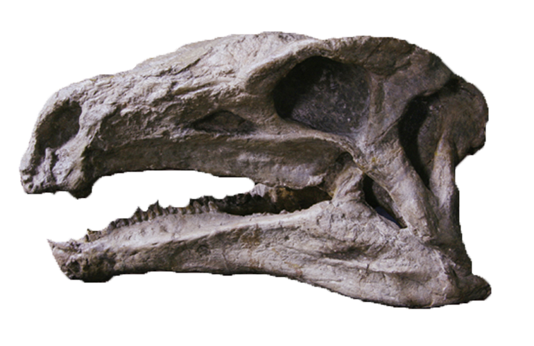 中侏罗世太白华阳龙头骨