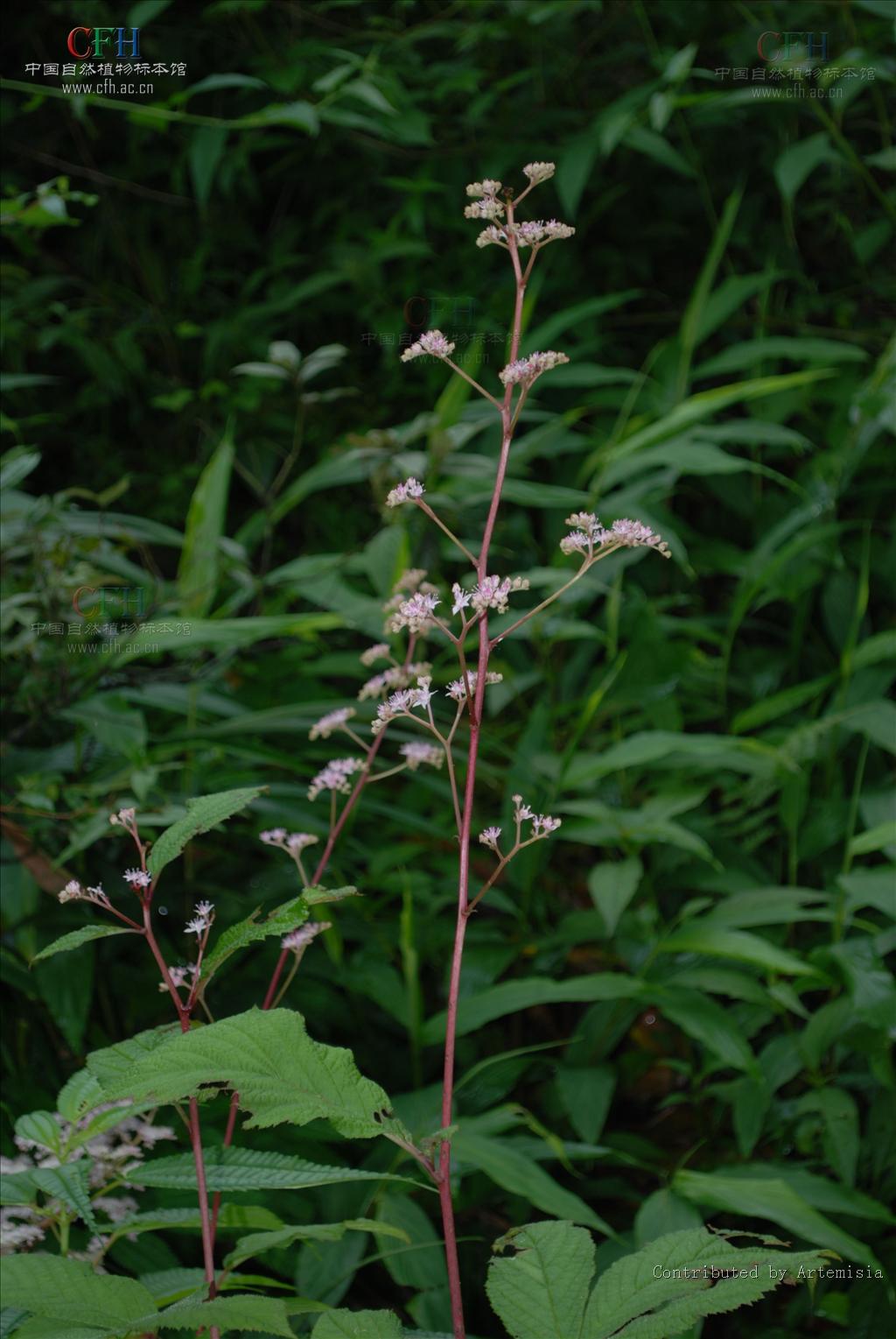  p> b>西南鬼灯檠 /b>(学名: i>rodgersia sambucifolia /i>)为虎耳草