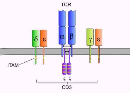 CD3_百度百科