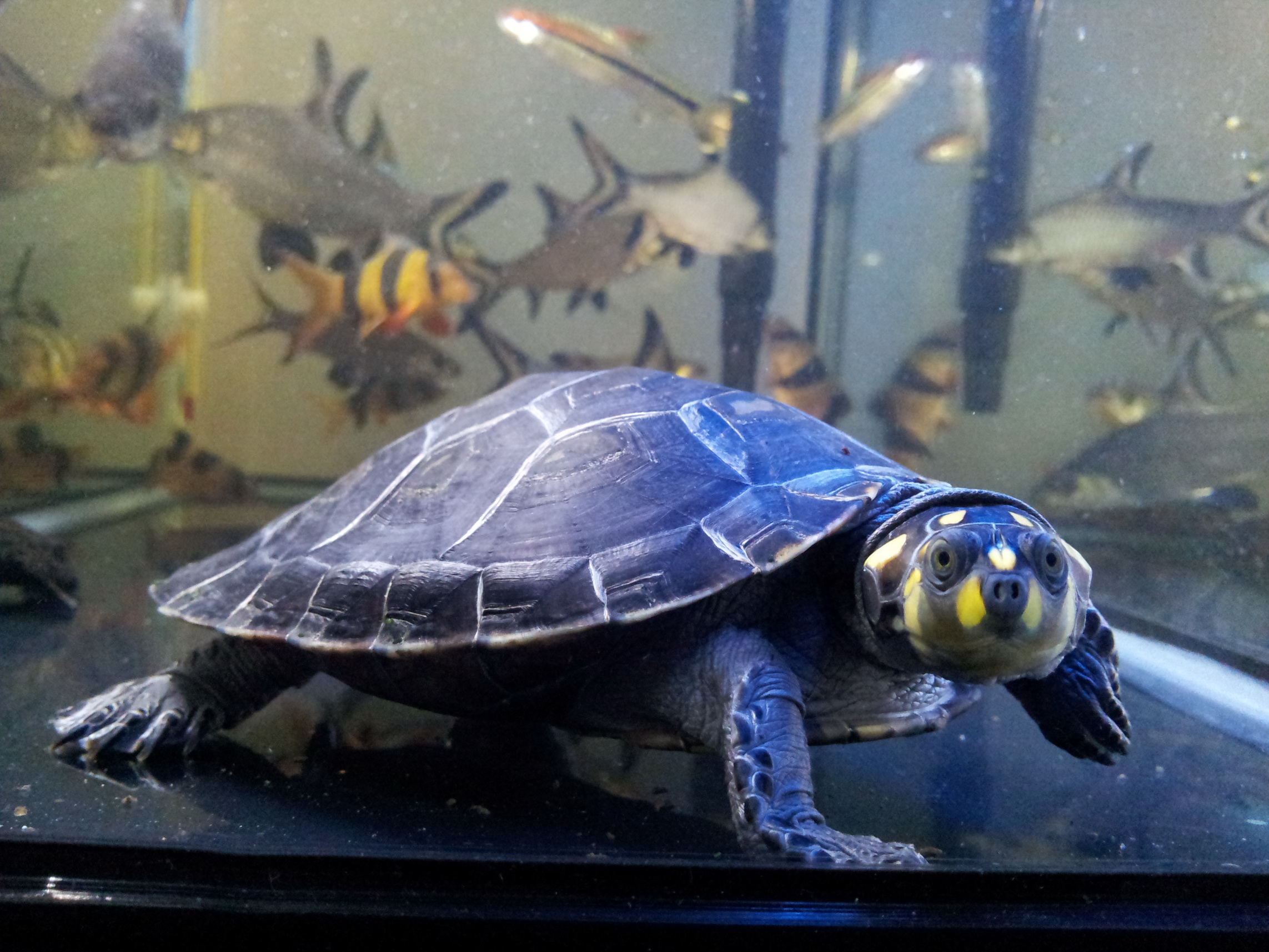  p>黄头侧颈龟(学名: i>podocnemis unifilis /i>)是侧颈龟科,南美侧