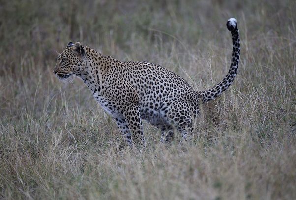  p>非洲豹(学名:panthera pardus pardus)是 a href="#" data-lemmaid