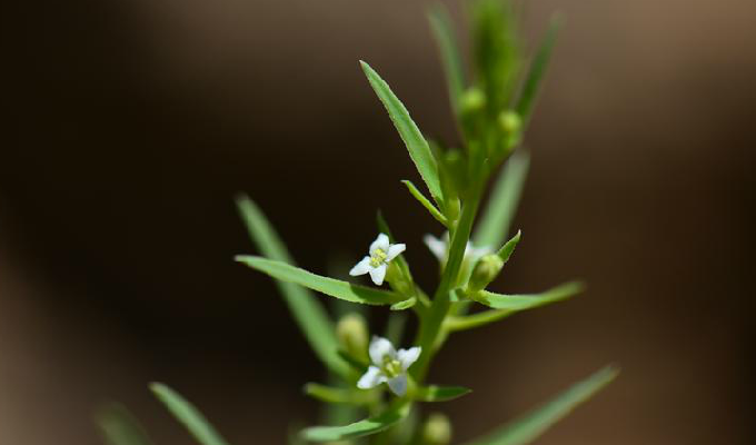  p>华北百蕊草(学名: i>thesium cathaicum /i> hendry.