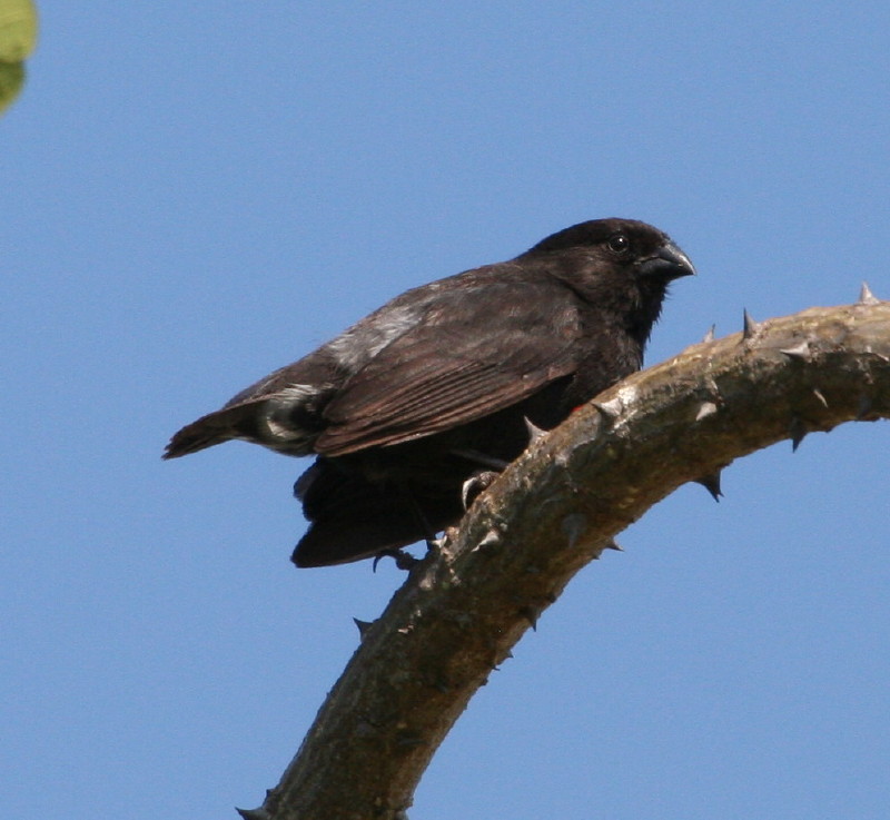  p>尖嘴地雀(学名: i>geospiza difficilis /i>):简称喙雀或 a href="