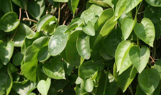  p>落葵属(学名:basella l.)是落葵科落葵属一年生或二年生缠绕草本.