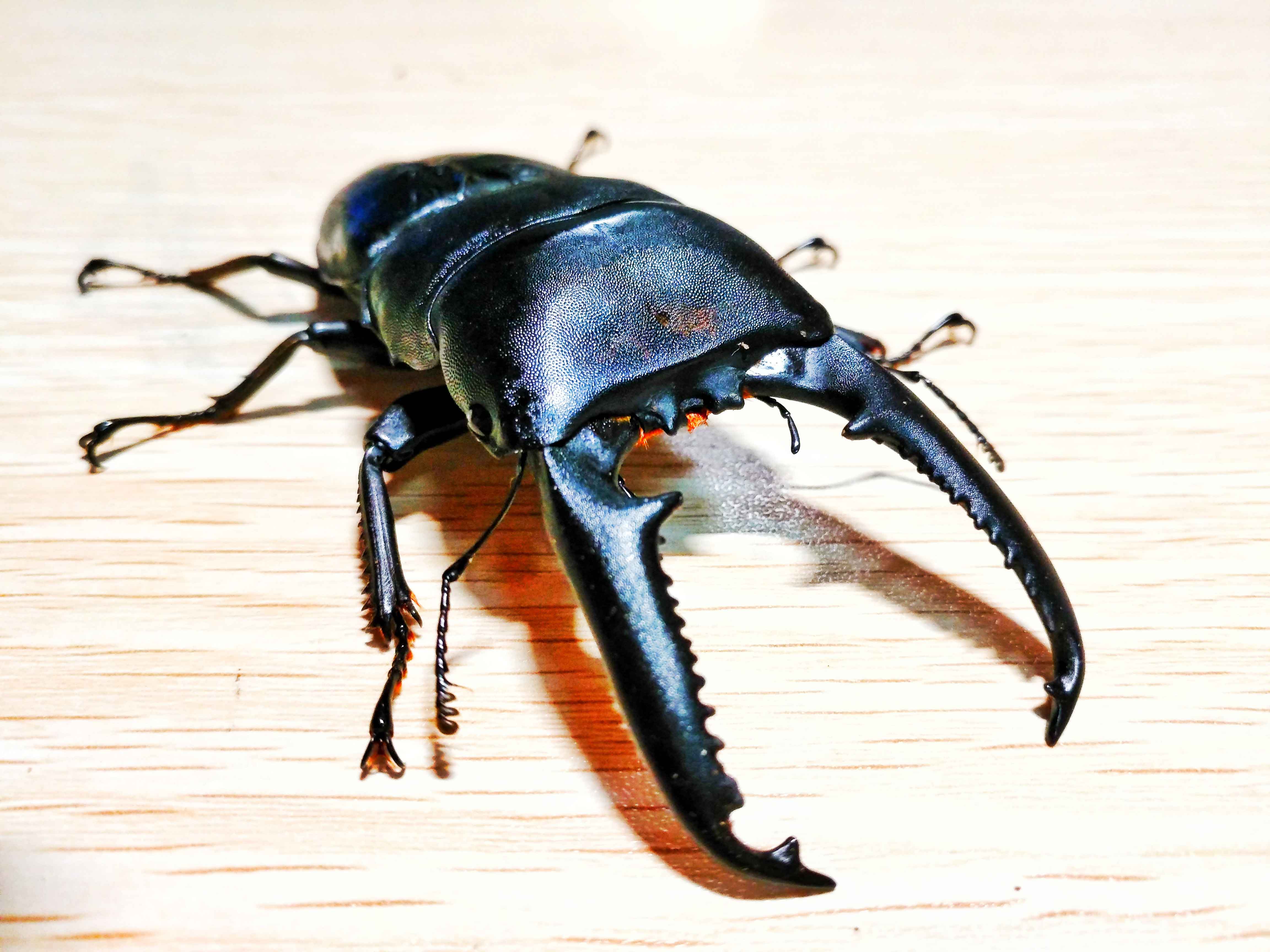 t. palawanicus),是巨扁锹形虫中主要栖息于菲律宾巴拉望岛的种类.