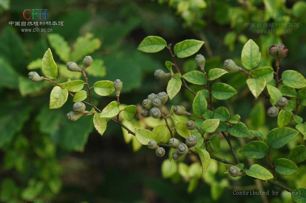  p>盾柱木 (学名:brachytome hainanensis c. y. wu ex w. c.