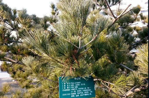 pinus armandi franch.