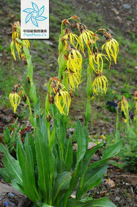 cremanthodlum stenactinium