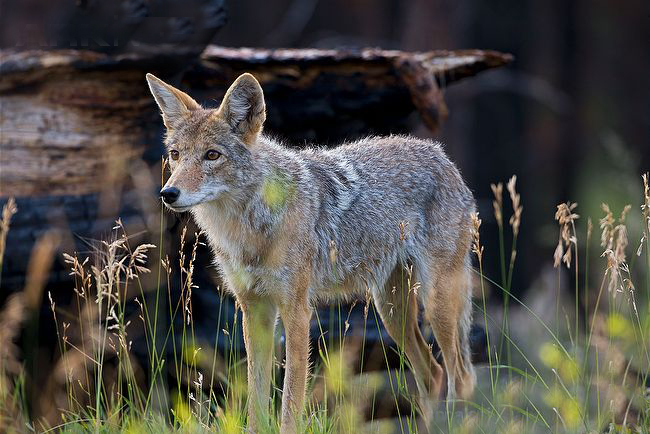  p>山地郊狼(学名:canis latrans lestes)是犬科犬属的一种,与 a