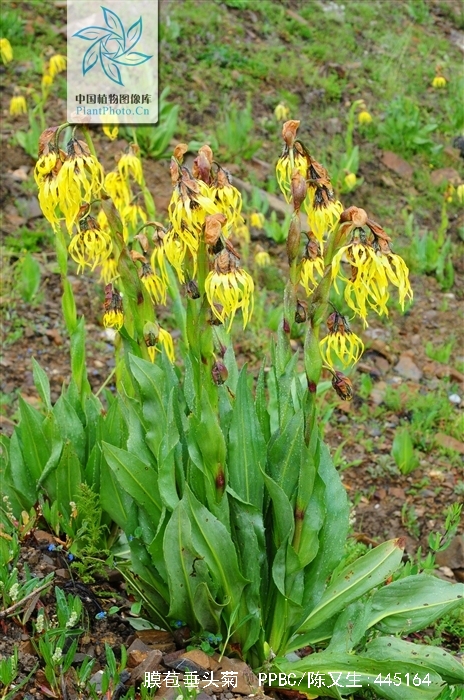 cremanthodlum stenactinium