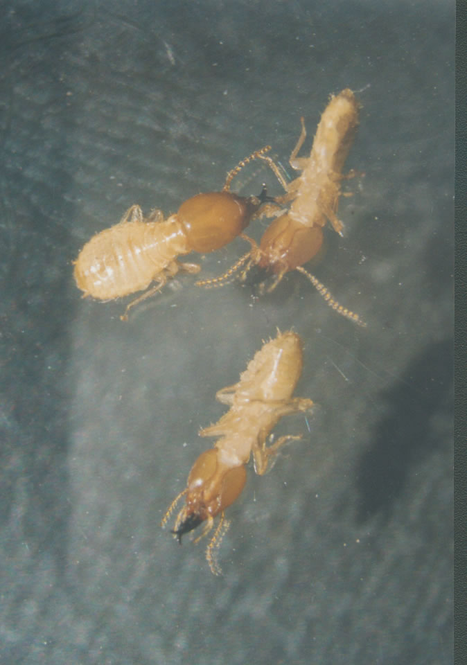 ="tfspbehzavte"> span class="ref" data-ctrid="tfspkwjhdcbb">蚂蚁