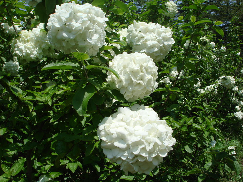 bosser)是茜草科团花属植物,落叶大乔木,高达30米;树干通直,基部略