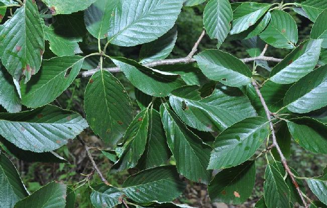  p>冠萼花楸(学名:sorbus coronata (cardot) t. t.