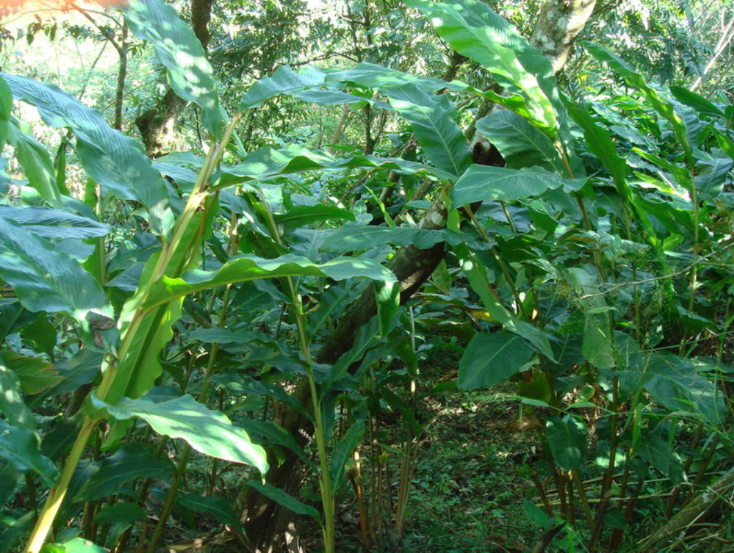  p>草果(学名: i>amomum tsaoko /i> crevost et lemarie)是姜科,豆蔻