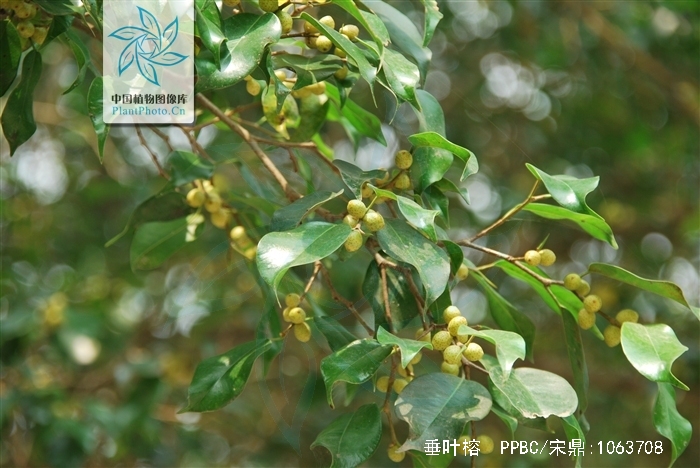 ficus benjamina linn.