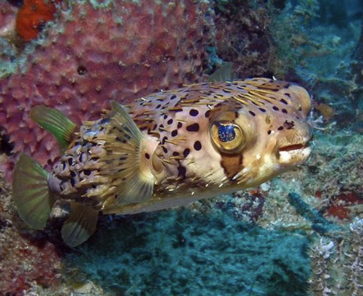 六斑刺鲀
