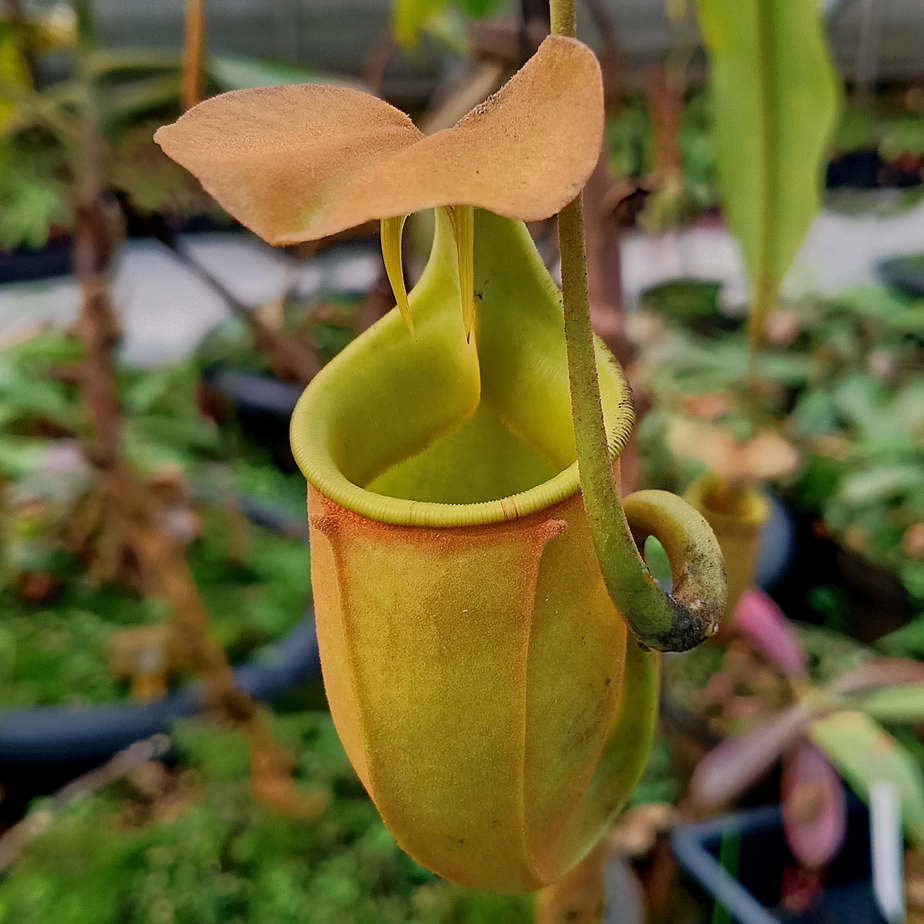  p>二齿猪笼草( a href="#" data-lemmaid="8074290">学名 /a>