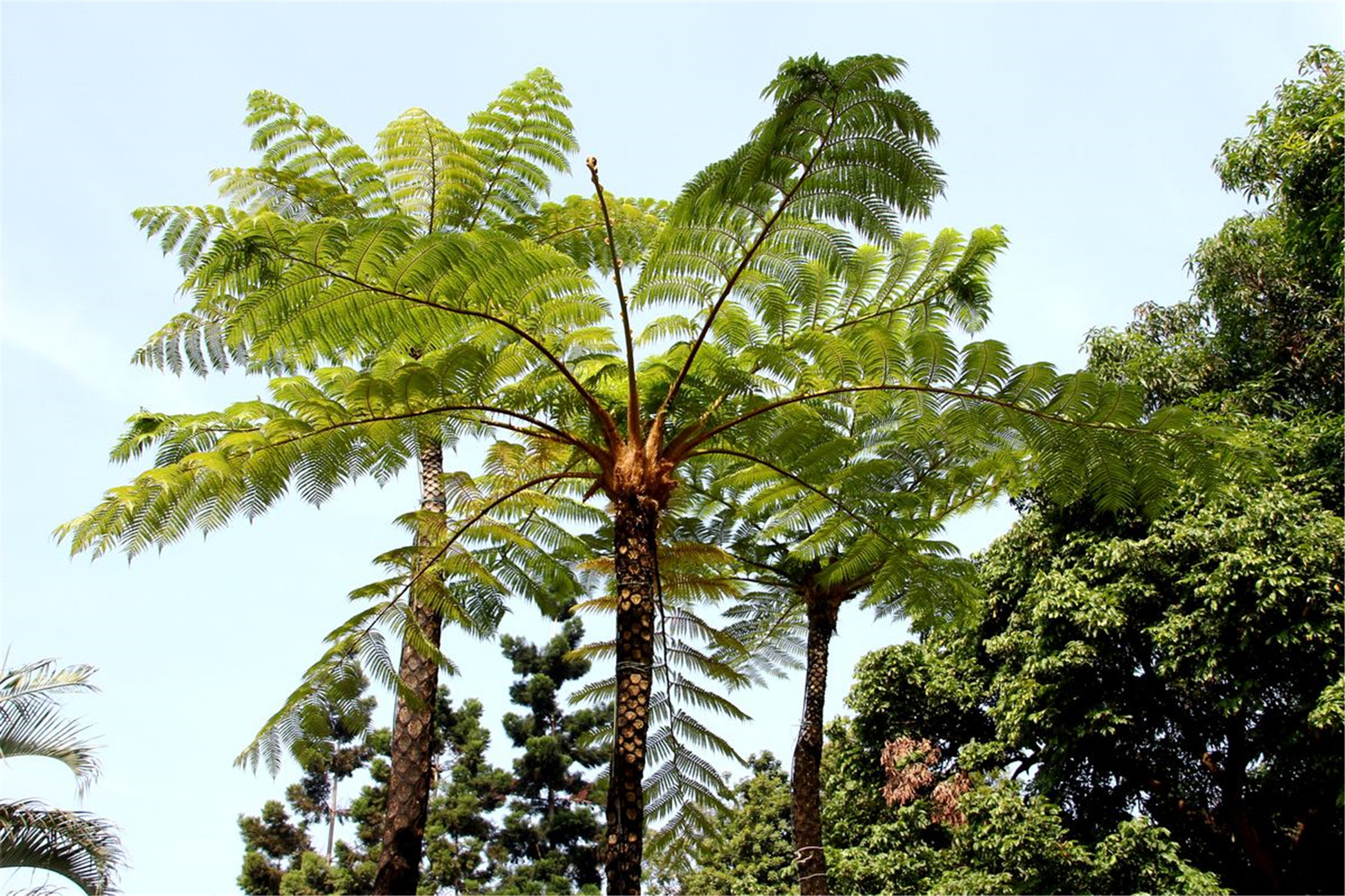 alsophila spinulosa (wall. ex hook.) r. m. tryon