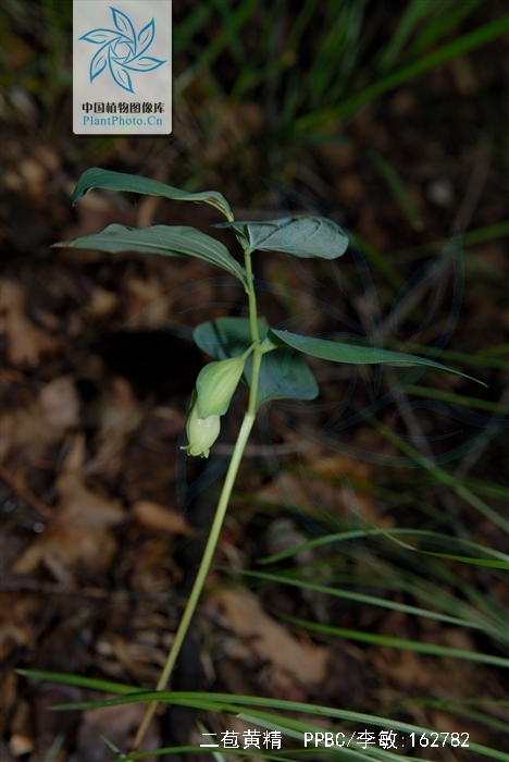 p>二苞黄精(学名: i>polygonatum macropodium /i>):是百合科,黄精