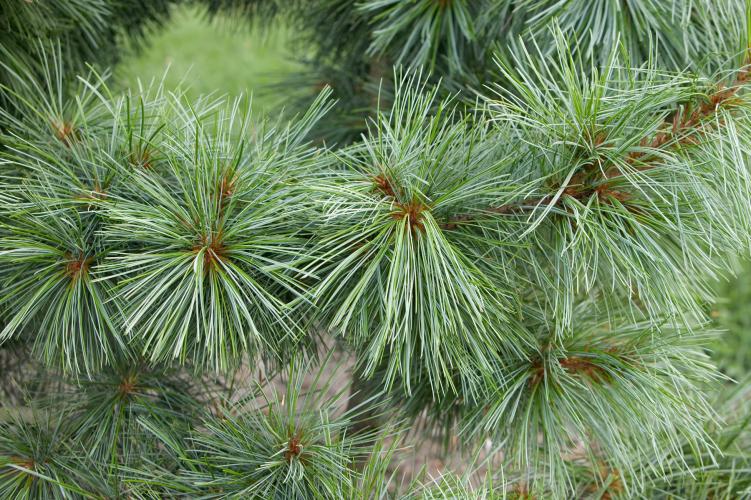  p>油松(学名: i>pinus tabuliformis /i> carr.
