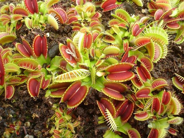  p>捕蝇草,( i>dionaea muscipula /i>),英文名称为venus flytrap,是
