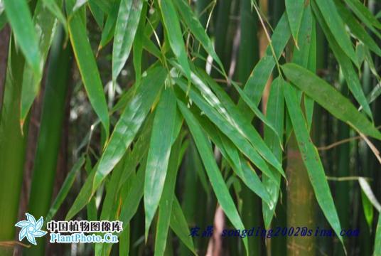 慈竹（禾本科簕竹属植物）_百度百科