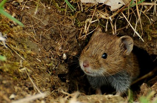  p>普通田鼠(学名:microtus arvalis)体长126~128mm,吻部短而钝,耳壳