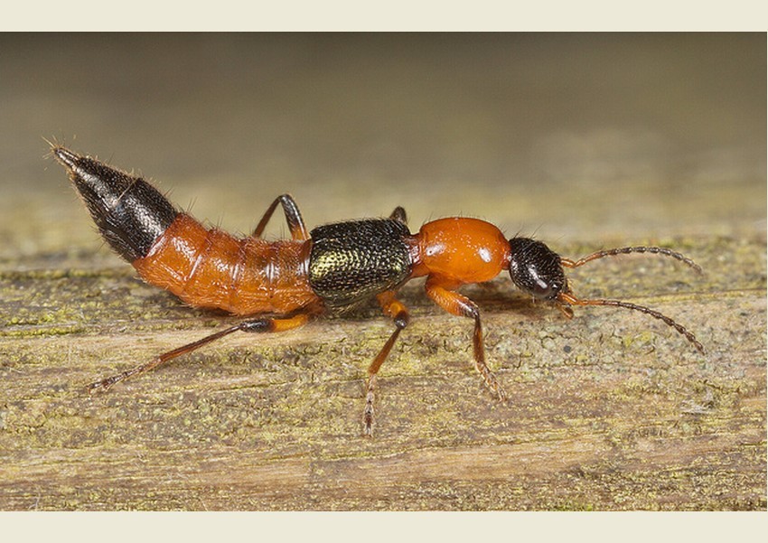  p>隐翅虫(rove beetle),又被称为" a target="_blank" href="/item