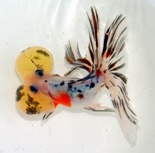  p data-id="gn82n6mt66">"五花水泡"是金鱼水泡种中颇受人们喜爱的一