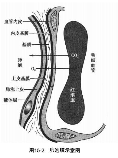 气血屏障