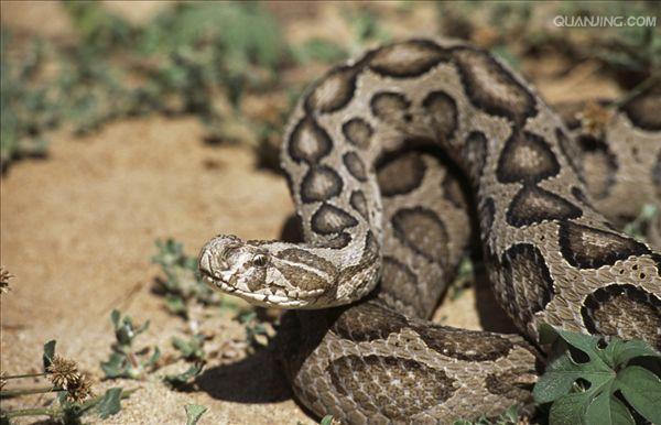  p>圆斑蝰(学名: i>daboia russelii siamensis /i>),又称百步金钱豹
