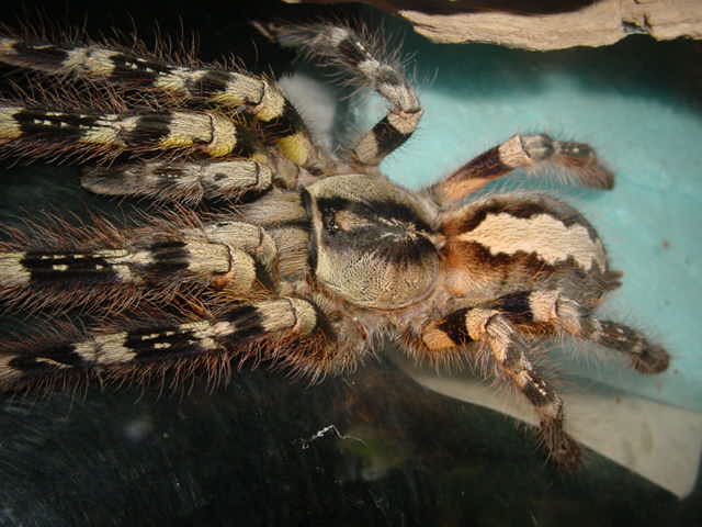 迈索尔华丽雨林