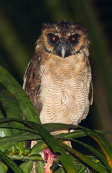  p>褐林鸮(学名: i>strix leptogrammica /i>)是夜行 a target="