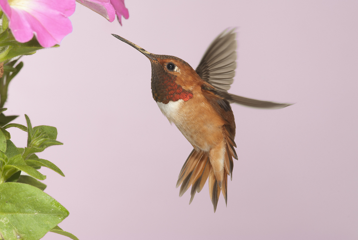  p>棕煌蜂鸟(学名: i>selasphorus rufus) /i>,是一中小型蜂鸟,体长约