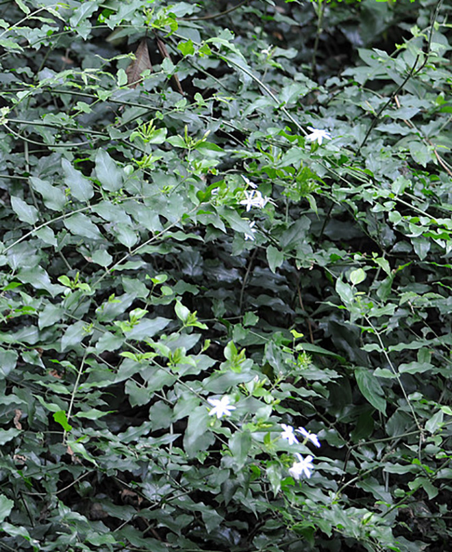  p>青藤仔,是 a target="_blank" href="/item/双子叶植物纲/229183"