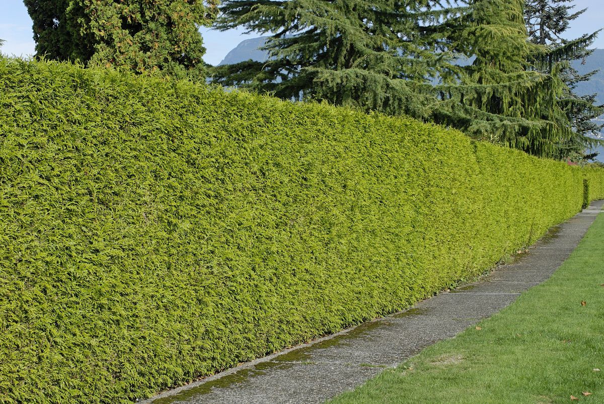 绿篱(绿篱修剪车)